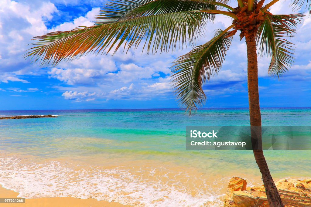 Idyllic Beach with tropical palm tree - Montego Bay - Jamaica, Caribbean sea Negril - Jamaica Stock Photo