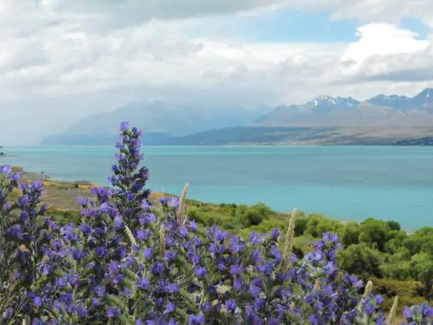 Purple flowers at stunningly turquoise Lake Pukaki, New Zealand