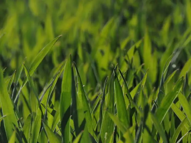 A detailed look at verdurous blades of grass
