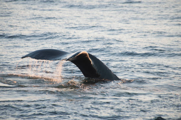 istock whale in the ocean in Alaska 977925930