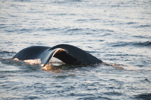 istock whale in the ocean in Alaska 977925940