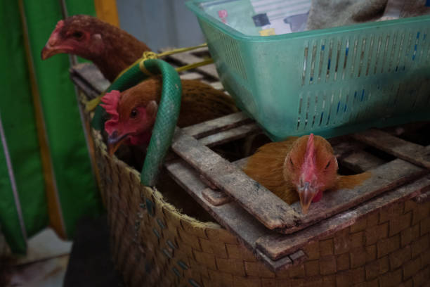 Three chickens awaiting sale in alley market in Ho Chi Minh City (Saigon), Vietnam