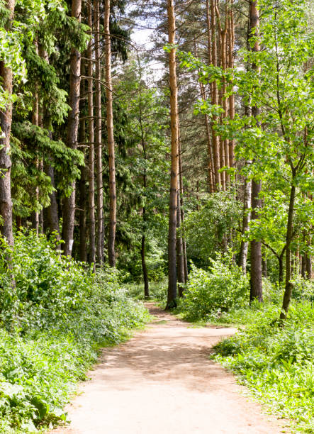 istock road through the forest at sunny day. background, nature. 977934454