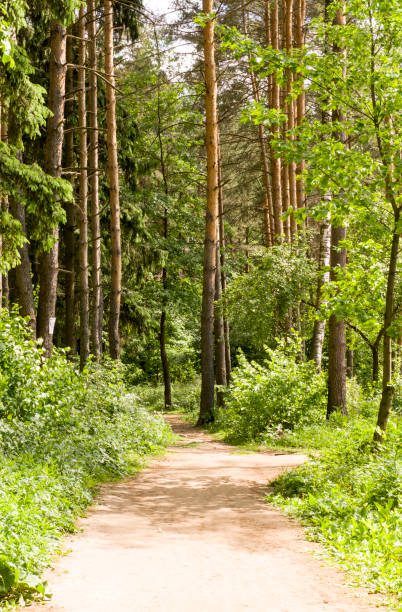 istock road through the forest at sunny day. background, nature. 977934472
