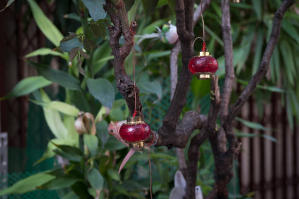 istock Small lanterns on bush on Bangkok street 977934586