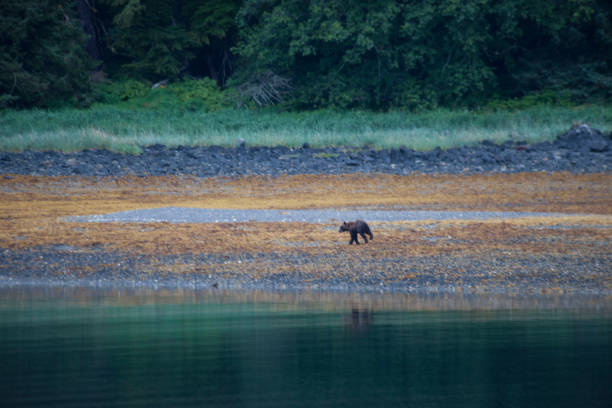 istock Alaska mountains oceans and wildlife 977942526