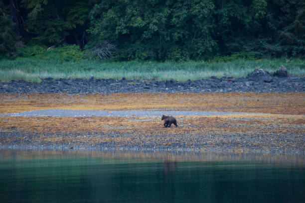 istock Alaska mountains oceans and wildlife 977942532
