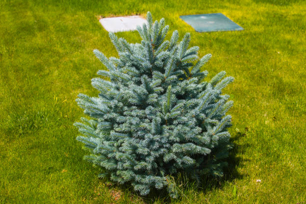 istock Pine tree in front yard of home 977946818