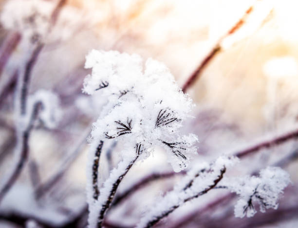 istock Puzyreplodnik kalinolistny, Physocarpus opulifolius 977961142