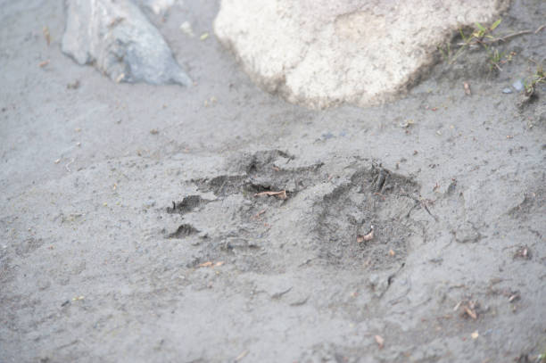 istock Alaska and its mountains and wild creatures 977969812