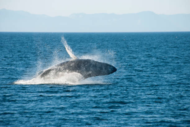 istock Alaska and its mountains and wild creatures 977971906