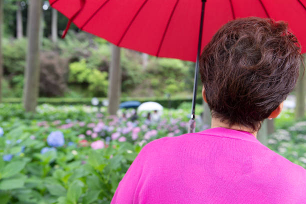 Japanese senior woman enjoying hydrangea garden