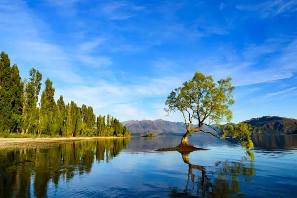 Photo of Wanaka Tree with reflection on water in the morning