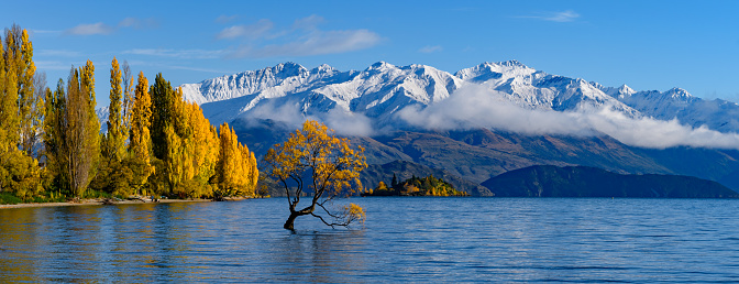 Panorama of Wanaka Tree with snow mountains in autumn/fall