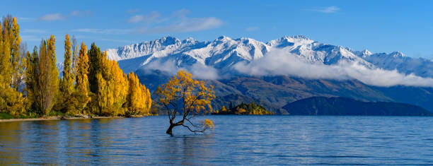 панорама дерева ванака со снежными горами осенью/осенью - new zealand forest landscape mountain стоковые фото и изображения