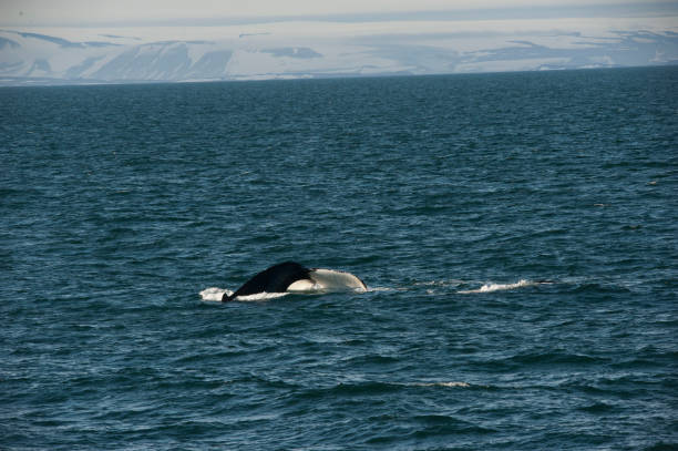 istock Antarctic Ocean wild life and mountains 977998662
