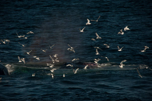 istock Antarctic Ocean wild life and mountains 977998744