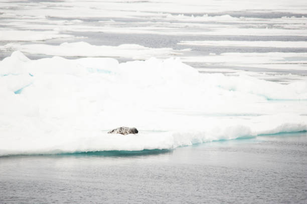 istock Antarctic Ocean wild life and mountains 977998846
