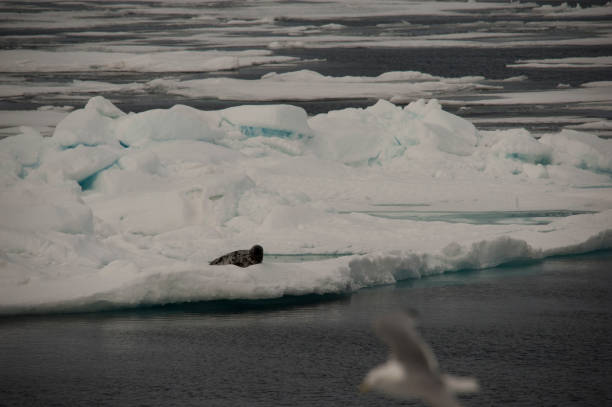istock Antarctic Ocean wild life and mountains 977998856
