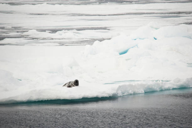 istock Antarctic Ocean wild life and mountains 977998860