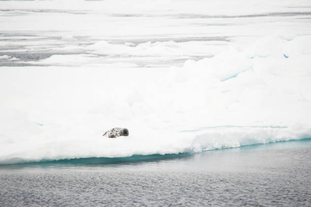 istock Antarctic Ocean wild life and mountains 977998862