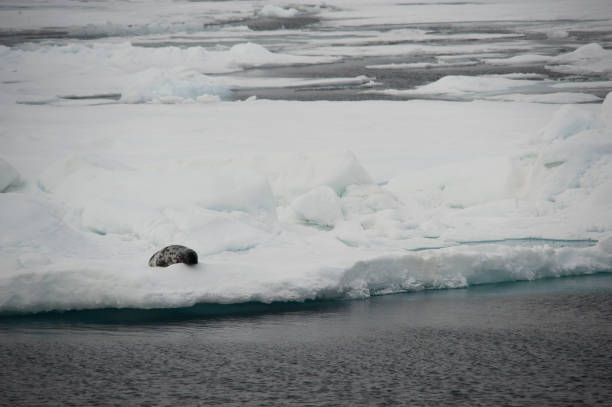 istock Antarctic Ocean wild life and mountains 977998868