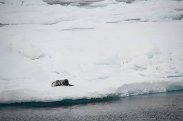 istock Antarctic Ocean wild life and mountains 977998880