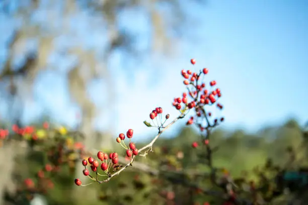 Wild berries with a shallow depth of filed