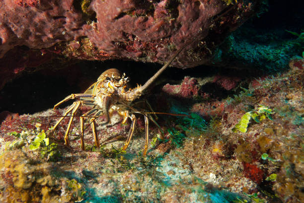 istock the beauty of the Cayman Islands 978007748