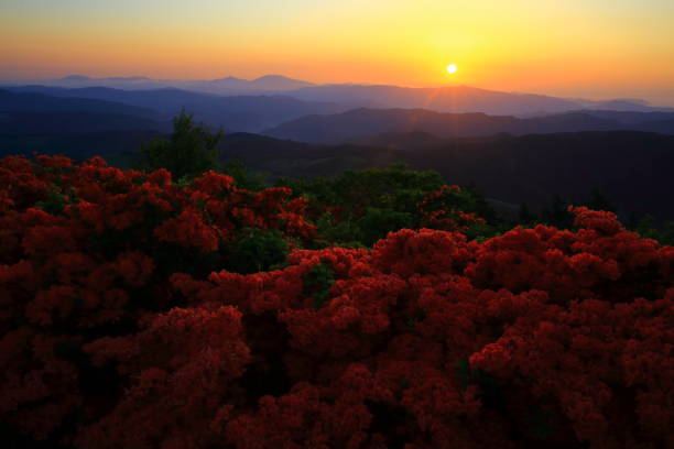 istock Azalea group of Muroyama 978013022