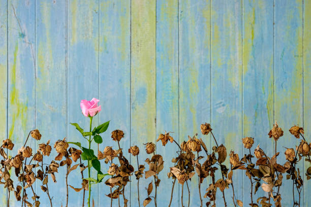 Healthy fresh pink blooming rose among a row of other dried dead pink roses against an old weathered blue and green wooden paneled wall. Healthy fresh pink blooming rose among a row of other dried dead pink roses against an old weathered blue and green wooden paneled wall.Concept image regarding standing out from the crowd, conquering adversity, survival, better than the rest, achievement, growth etc. tournament of roses stock pictures, royalty-free photos & images