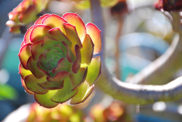 A close-up of a Aeonium Arboretum or Tree Houseleek Succulent lit by the sun.