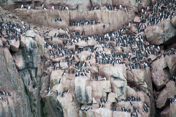 istock Antartica cliffs landscape and wild flowers 978036278