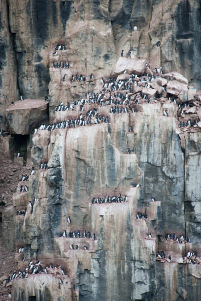 istock Antartica cliffs landscape and wild flowers 978036314