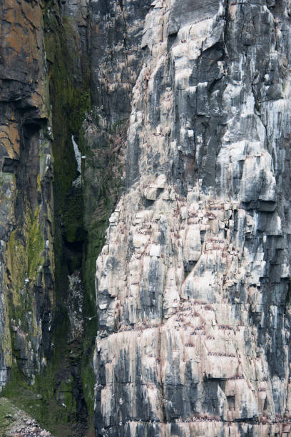 istock Antartica cliffs landscape and wild flowers 978036334