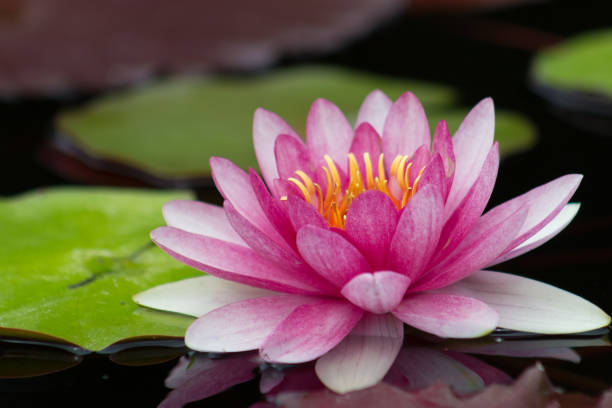 идеальная ярко-розовая водяная лилия в пруду - lotus root фотографии стоковые фото и изображения