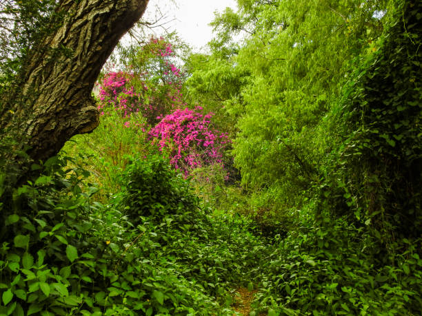 istock Flowers in the jungle. 978051966