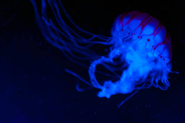 a medusa listrado roxo (chrysaora colorata) uma espécie de água-viva, medusa (medusozoa), urtiga do mar, animais marinhos com sinos em forma de guarda-chuva e tentáculos à direita, crescendo sob luz negra - scyphozoan - fotografias e filmes do acervo