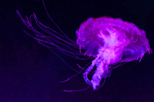 보라색 줄무늬 해파리 (chrysaora colorata) 해파리, 바다 쐐기 풀, 메 두 사 (medusozoa), 우산 모양의 종소리와 후행 촉수, 블랙 라이트 아래에서 성장 하는 해양 동물의 종 - scyphozoan 뉴스 사진 이미지
