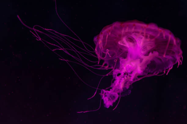 a medusa listrado roxo (chrysaora colorata) uma espécie de água-viva, medusa (medusozoa), urtiga do mar, animais marinhos com sinos em forma de guarda-chuva e tentáculos à direita, crescendo sob luz negra - scyphozoan - fotografias e filmes do acervo