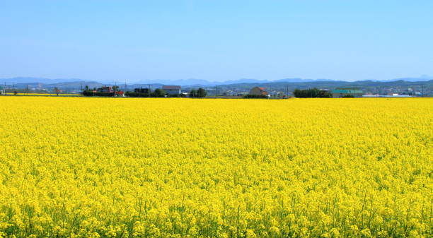 Spring Hokkaido Iwamizawa City, scenery of rape field stock photo