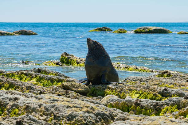 Baby cute seal over coastline beach rock, natural marine life