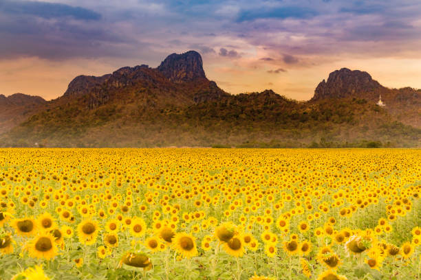 istock Big sunflower full bloom field 978097264