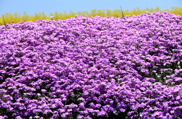 istock Park in bloom of moss phlox 978102474