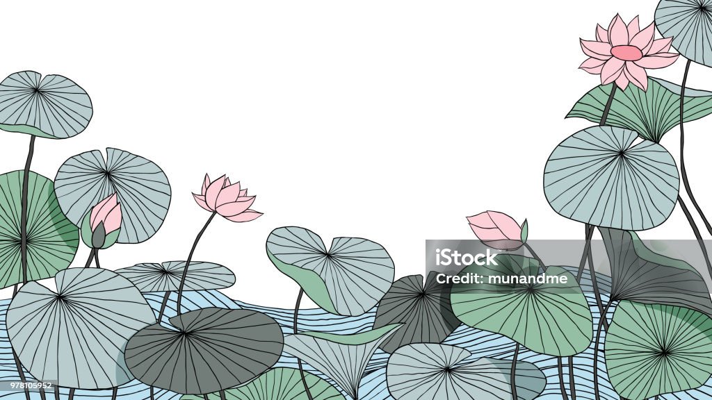 Hand drawn lotus flowers with leaves on water background Lotus Water Lily stock vector
