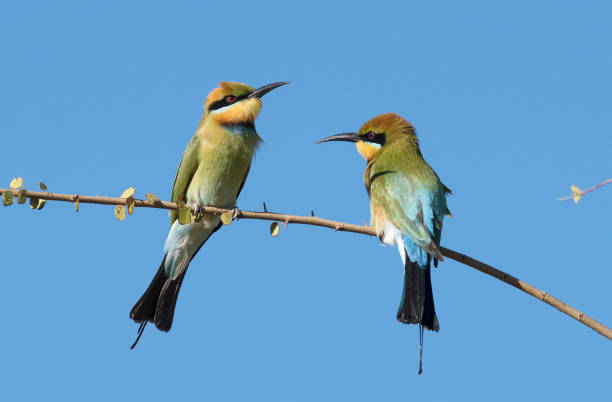 rainbow bee eaters rainbow bee eaters in outback Queensland, Australia. bee eater photos stock pictures, royalty-free photos & images