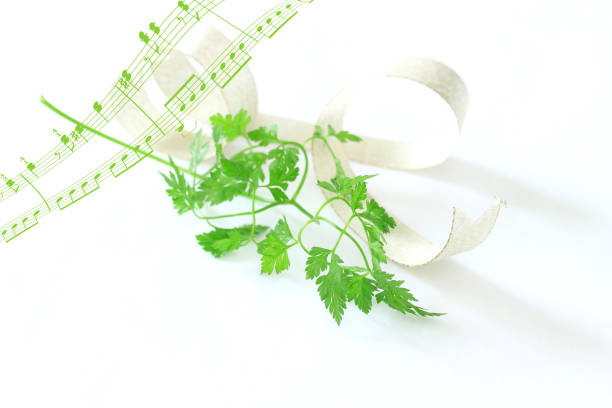 bouquet verde de cerefólio - chervil healthy eating healthy lifestyle studio shot - fotografias e filmes do acervo