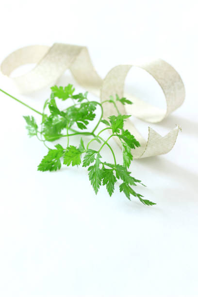 bouquet verde de cerefólio - chervil healthy eating healthy lifestyle studio shot - fotografias e filmes do acervo