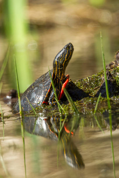 istock Painted turtle half out of the water. 978118480