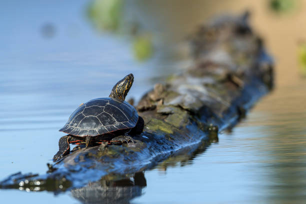 istock America painted turtle takes a break on a log. 978118486
